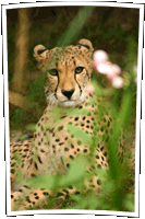 Cheetah, Gepard - Zoo Hellabrunn - Munich