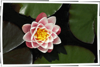 Water Lily - Seerose